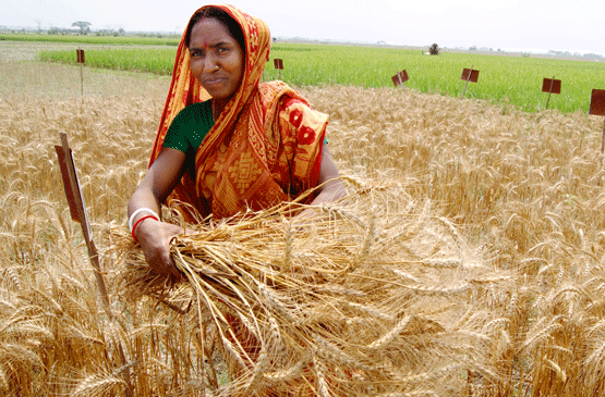 Small-Scale Traditional Farming Is the Only Way to Avoid Food Crisis, UN Researcher Says