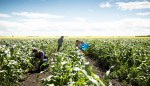 The Key to Saving Family Farms Is in the Soil