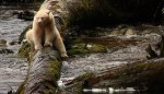 20 Years in the Making, Great Bear Agreement Protects World’s Largest Temperate Rainforest