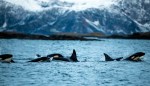 Hot Flashes and Killer Whales: The Evolutionary Advantage of Menopause