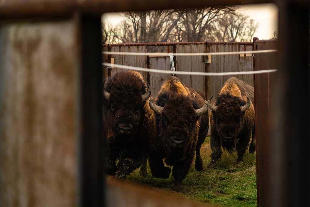 A shot through the metal gates of a bison enclosure that catches three horned bison in mid gallop. 