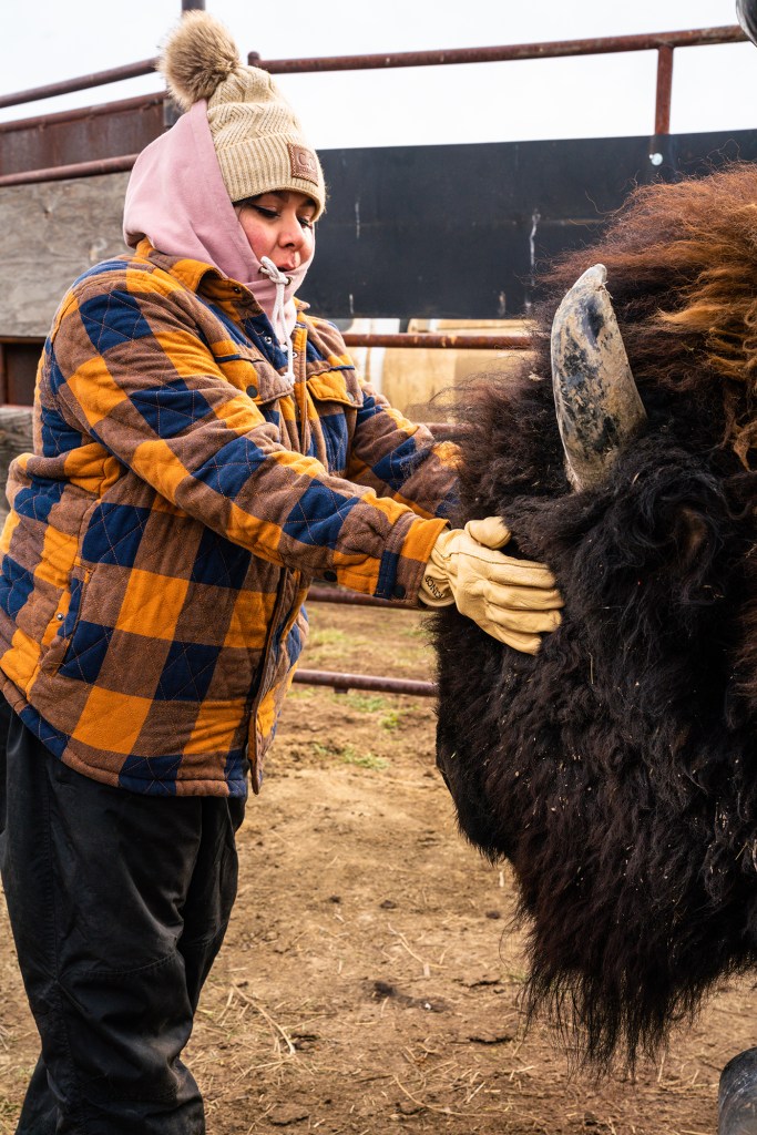 Dawn Thomas, a Native student dressed warmly, faces a bison, whose head is almost the size of her body. She shields the large creature's eyes gently to help calm it. 