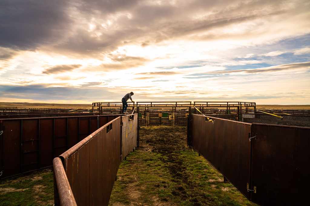 As the sun sets, a human stands on top of a maze of metal gates to maintain the infrastructure needed for bison handling. 