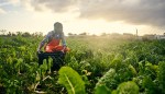 Farmers Navigate Dual Crises of Climate and Mental Health