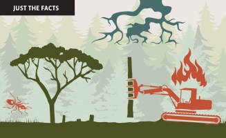 An illustrated landscape shows a bansai tree, savanna ant, construction equipment to clear-cut a forest, and riverbeds.