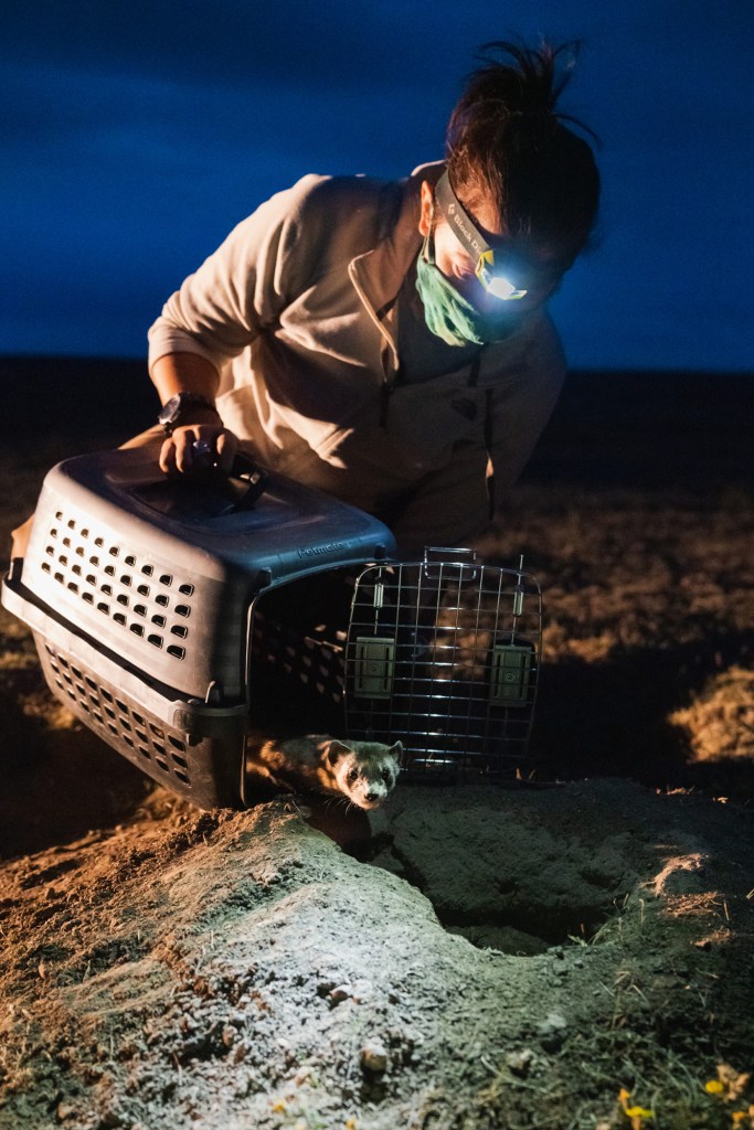 A black-footed ferret gazes tentatively out of a pet carrier at night. A human with a headlamp and mask has opened the carrier's door. 