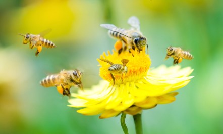 Closeup shot of bees pollinating a flower